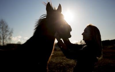 Cuidado de caballos: Consejos para el verano